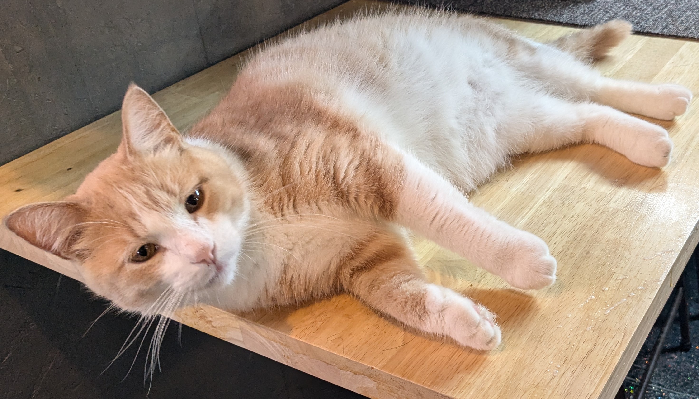 Enlarge Harley, a Adopted American Shorthair in Milbank, SD image 3/4