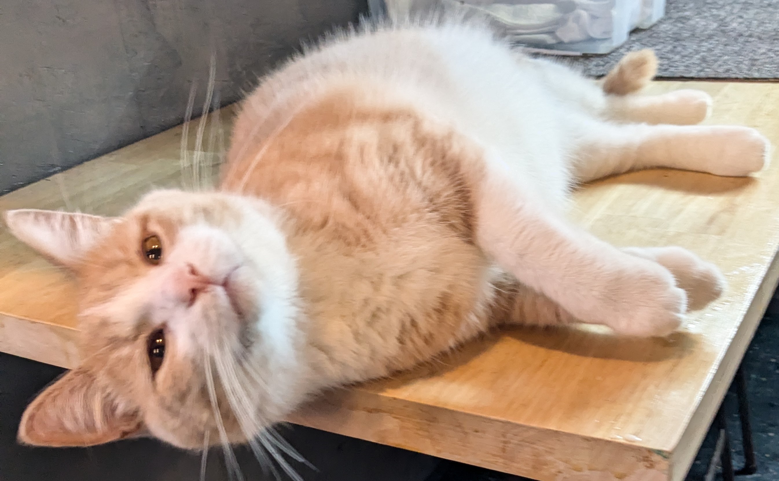 Enlarge Harley, a Adopted American Shorthair in Milbank, SD image 4/4