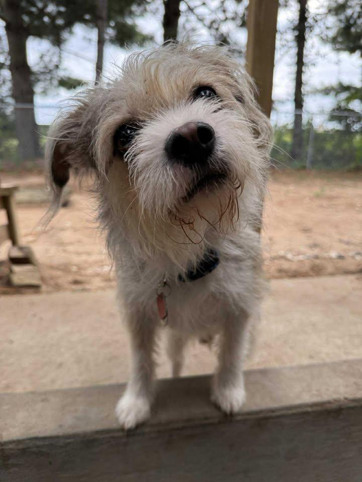 Enlarge Dewey, a Adoptable mixed breed in Wautoma, WI image 3/3