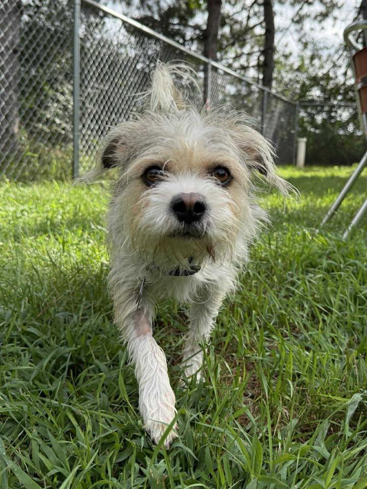 Enlarge Dewey, a Adoptable mixed breed in Wautoma, WI image 2/3