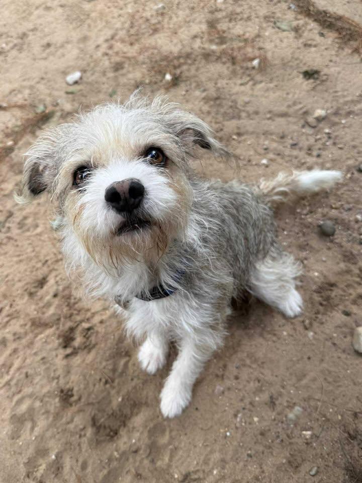 Enlarge Dewey, a Adoptable mixed breed in Wautoma, WI image 1/3