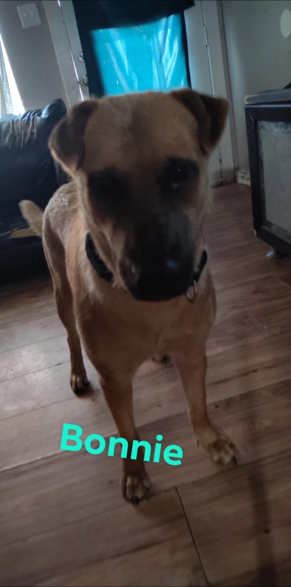 Bonnie, a Adoptable mixed breed in Akron, OH image 2/5