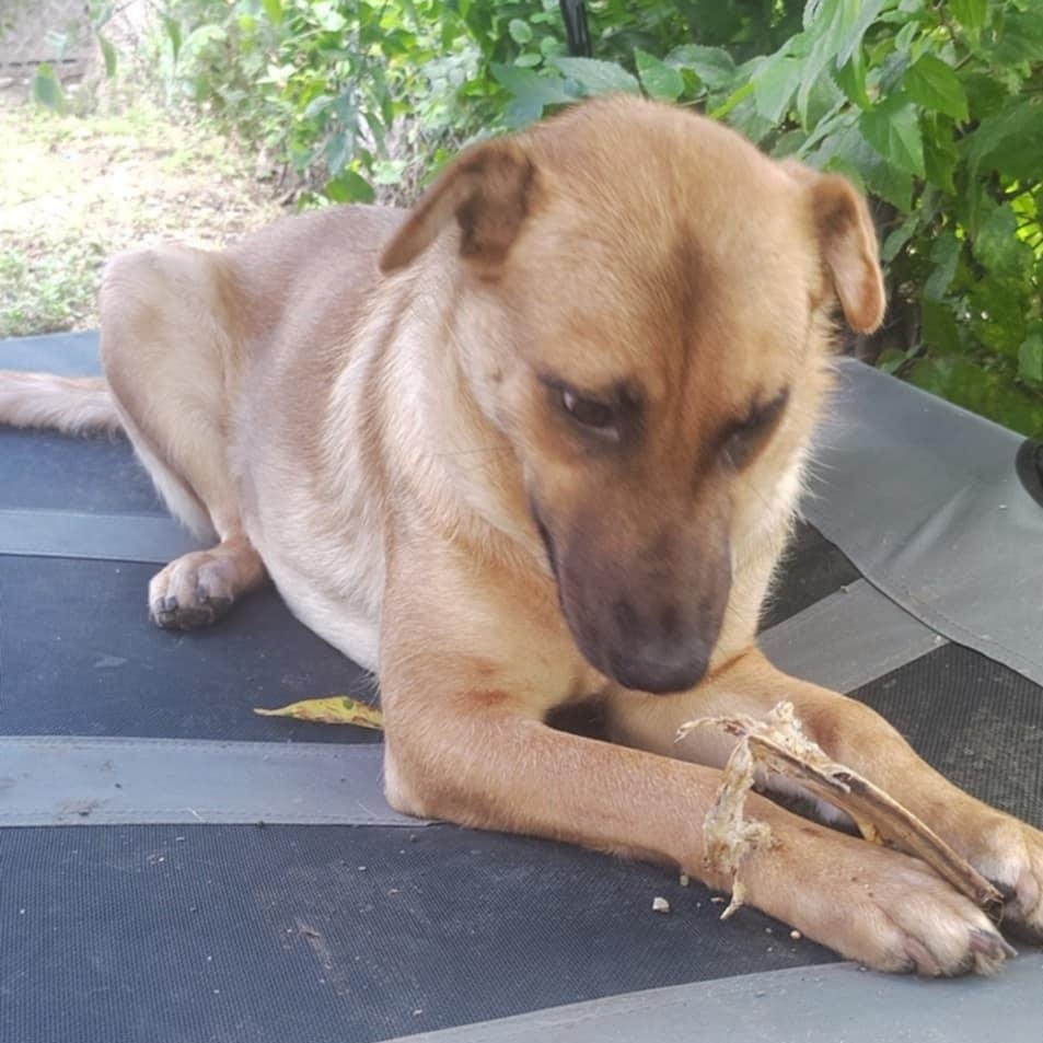 Bonnie, Adoptable, Adult Female Shepherd.