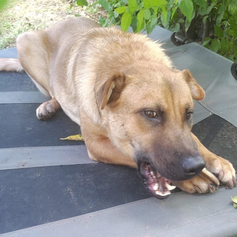 Bonnie, a Adoptable mixed breed in Akron, OH image 4/5