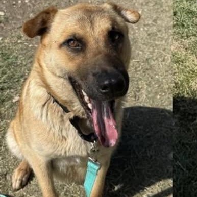 Bonnie, a Adoptable mixed breed in Akron, OH image 3/5