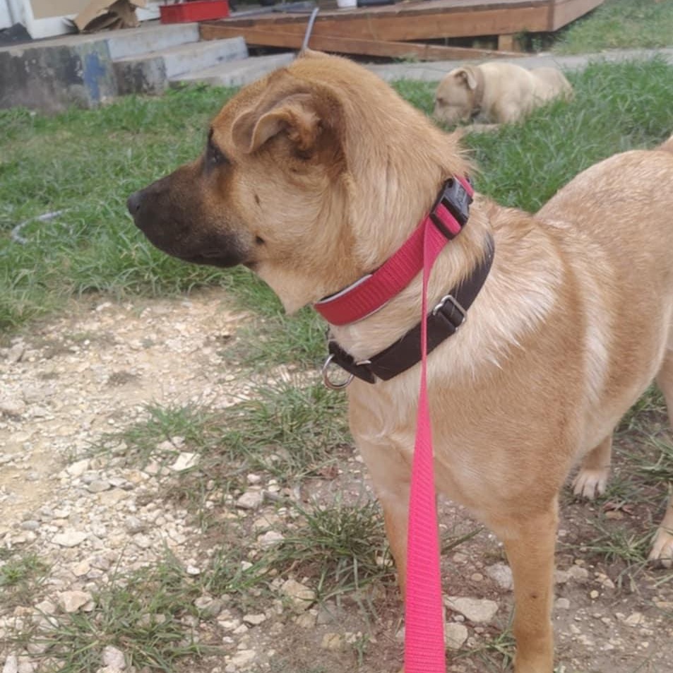 Bonnie, a Adoptable mixed breed in Akron, OH image 5/5