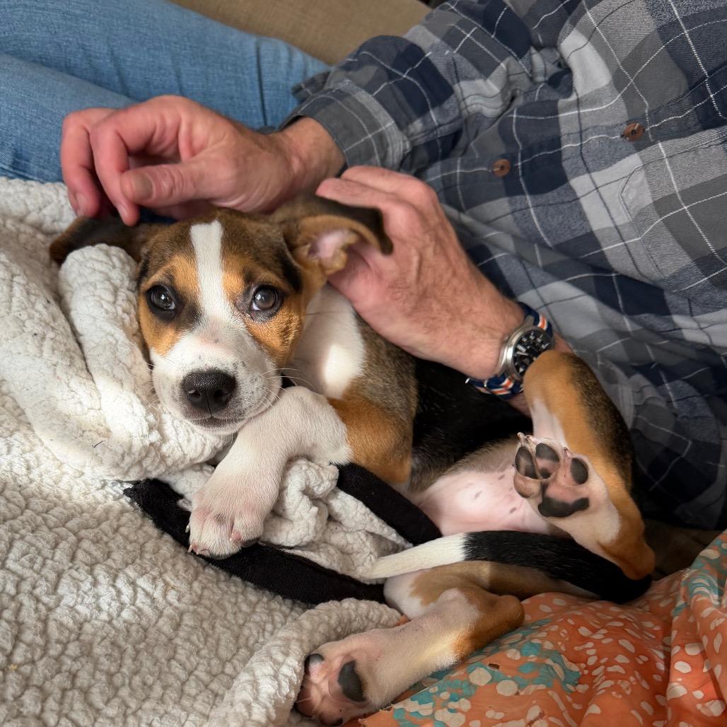 Reba McEntire, Adoptable, Puppy Female Pit Bull Terrier & Mixed Breed.