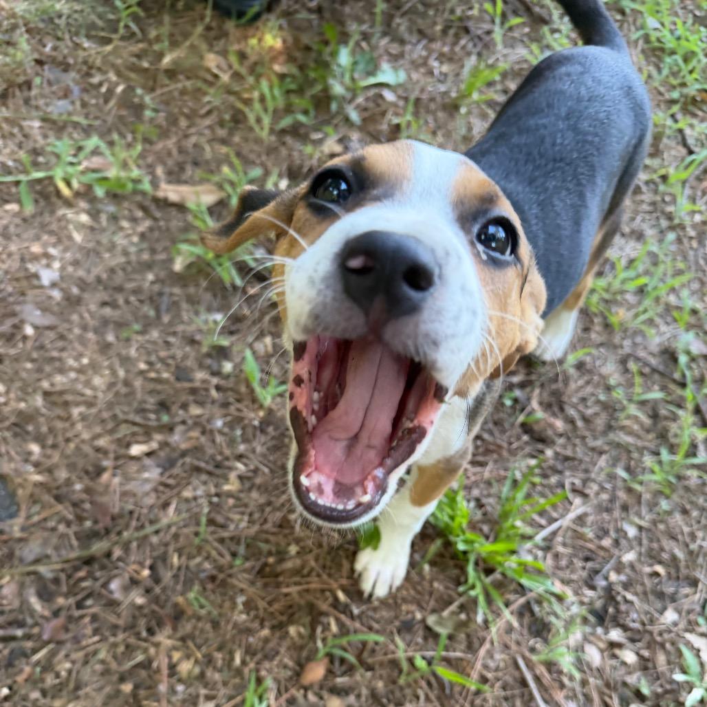 Enlarge Reba McEntire, a Adoptable mixed breed in Durham, NC image 2/6