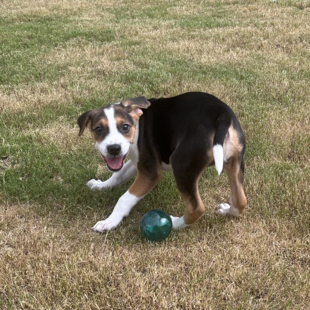 Enlarge Reba McEntire, a Adoptable mixed breed in Durham, NC image 2/6