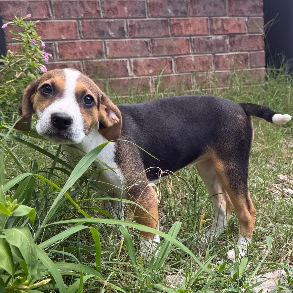 Enlarge Reba McEntire, a Adoptable mixed breed in Durham, NC image 3/6