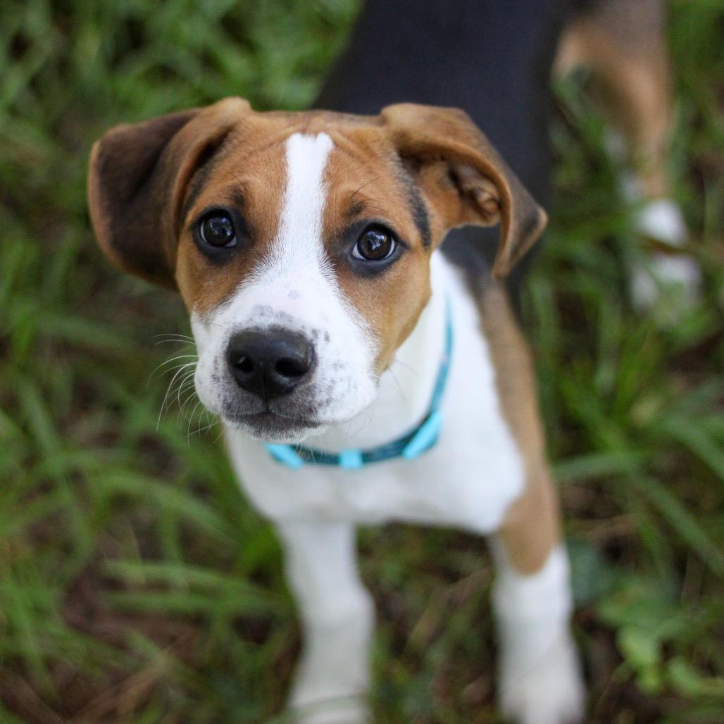 Enlarge Reba McEntire, a Adoptable mixed breed in Durham, NC image 4/6