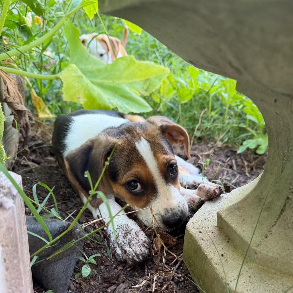 Enlarge Reba McEntire, a Adoptable mixed breed in Durham, NC image 5/6