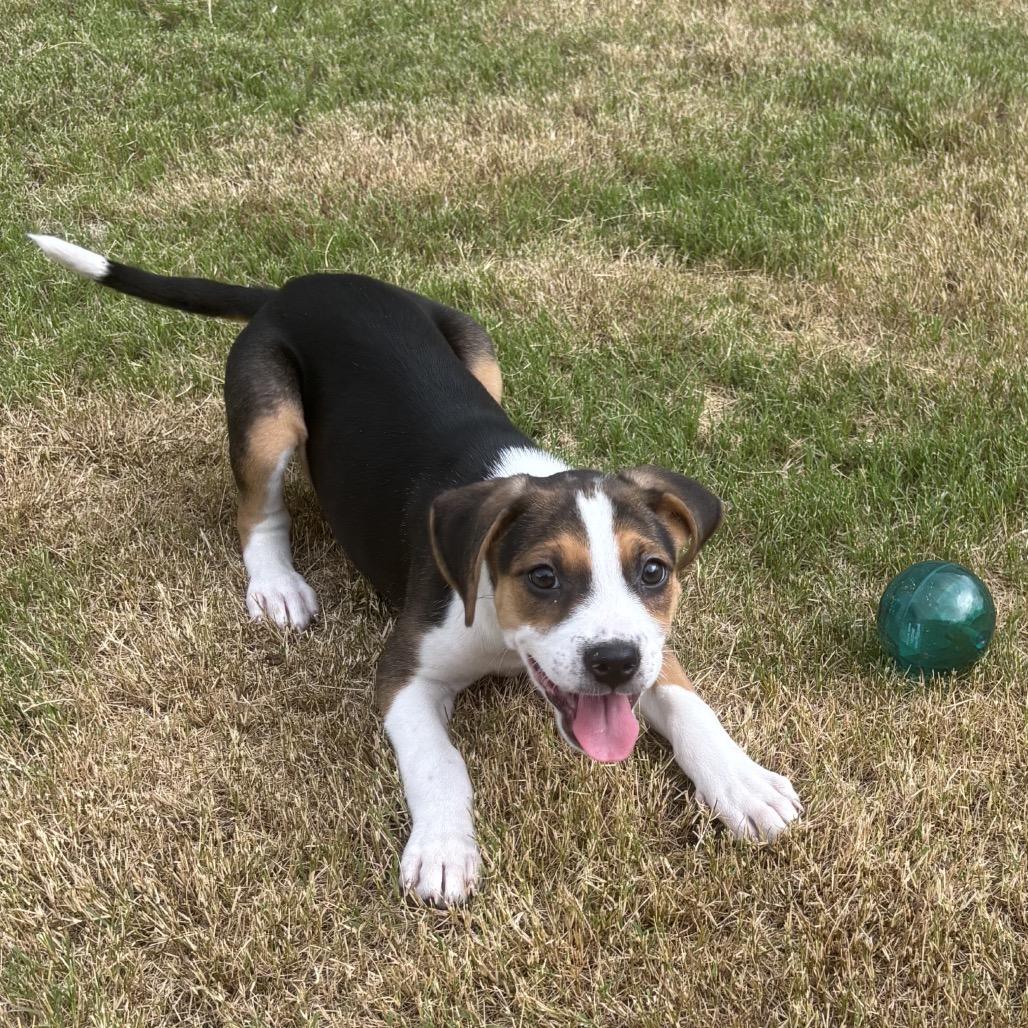 Enlarge Reba McEntire, a Adoptable mixed breed in Durham, NC image 4/6