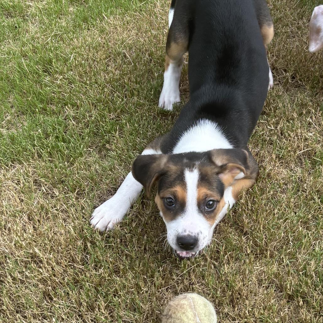 Enlarge Reba McEntire, a Adoptable mixed breed in Durham, NC image 5/6