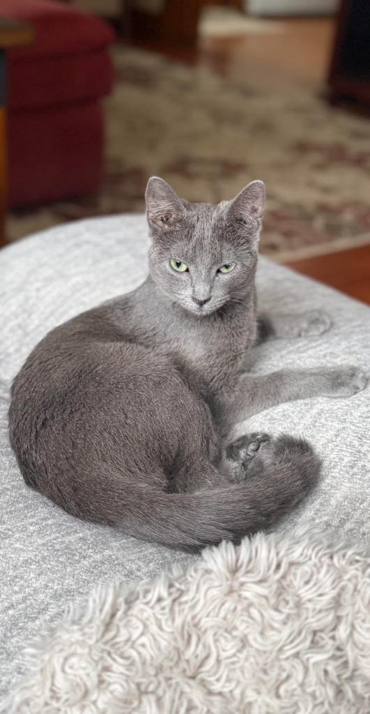 Jazz, Adoptable, Young Female Domestic Short Hair.