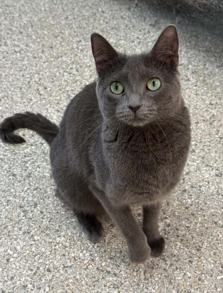 Enlarge Jazz, a Adoptable mixed breed in Viroqua, WI image 2/4