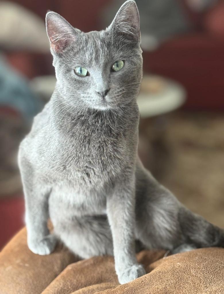Enlarge Jazz, a Adoptable mixed breed in Viroqua, WI image 3/4