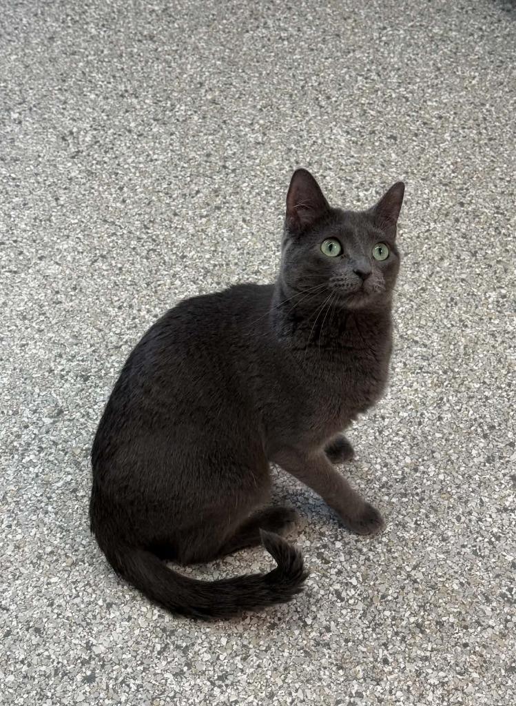 Enlarge Jazz, a Adoptable mixed breed in Viroqua, WI image 4/4
