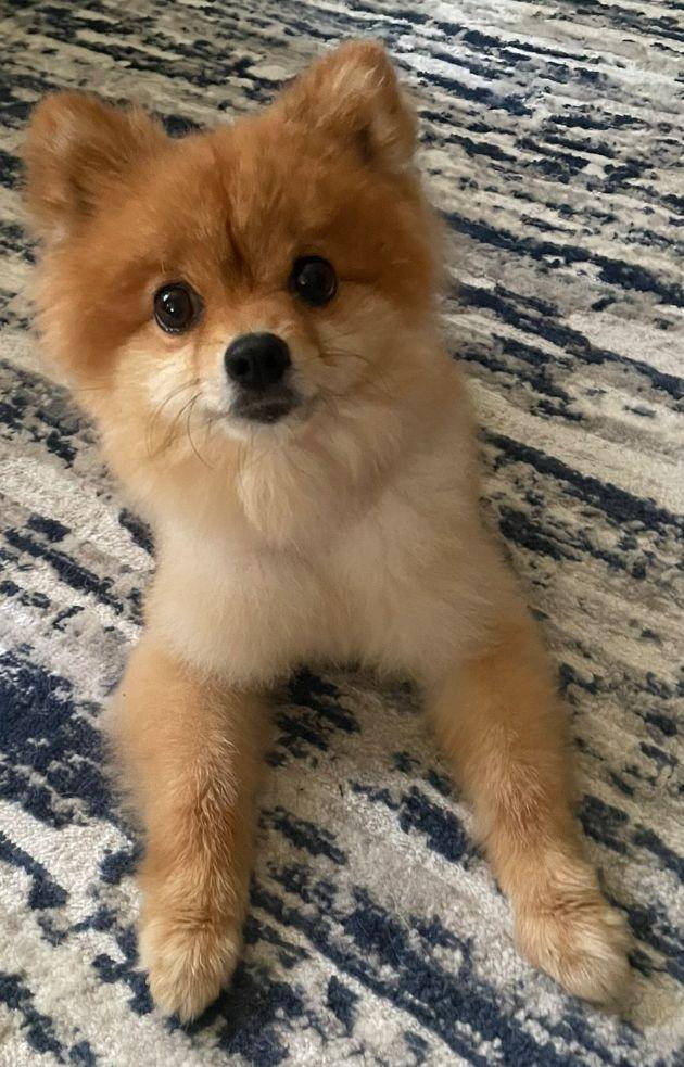 Owen, a Adopted Pomeranian in Baileyton, AL image 1/3