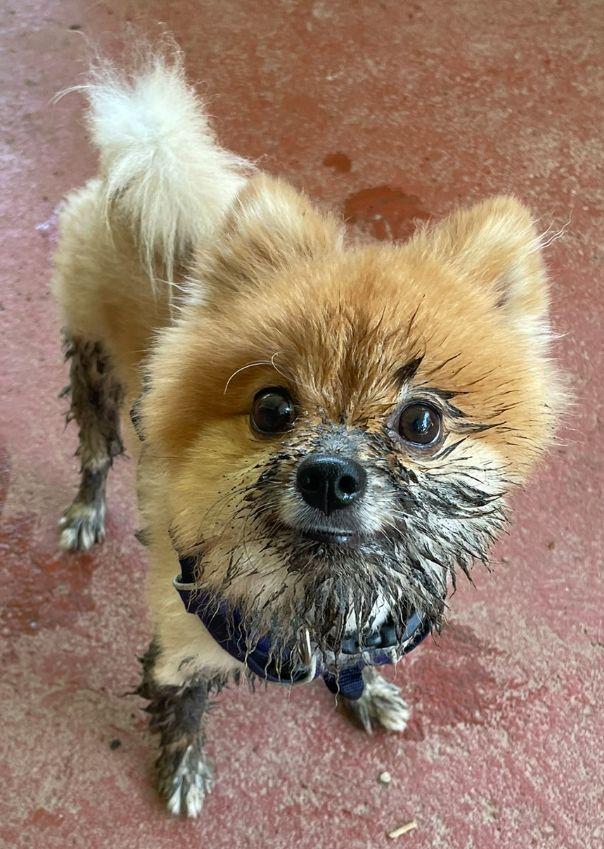 Owen, a Adopted Pomeranian in Baileyton, AL image 2/3
