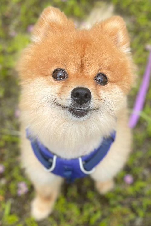 Owen, a Adopted Pomeranian in Baileyton, AL image 3/3