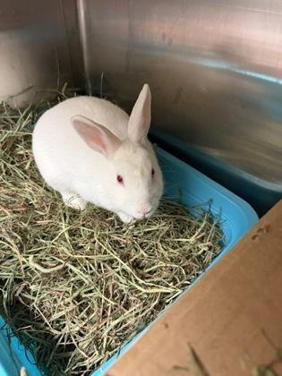 Enlarge Levi, a Adoptable American in Key West, FL image 1/1