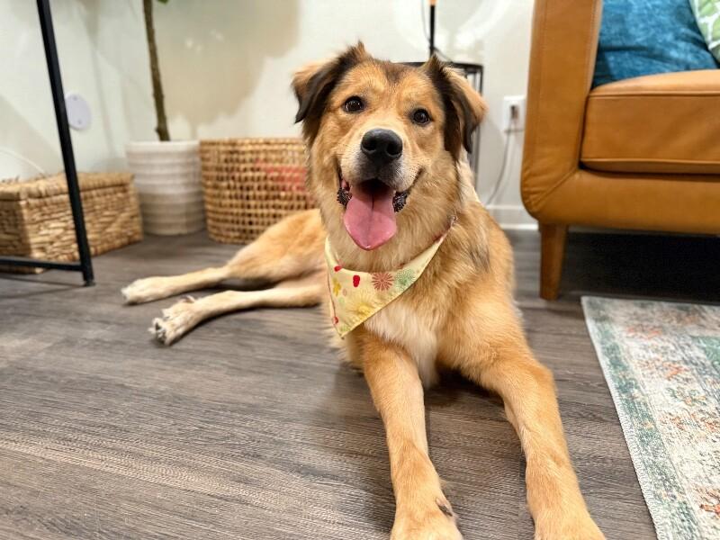 Reggie Golden Teddie — thumbnail 2