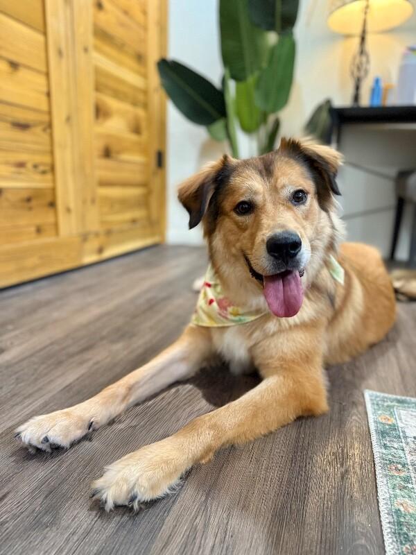 Reggie Golden Teddie — thumbnail 5