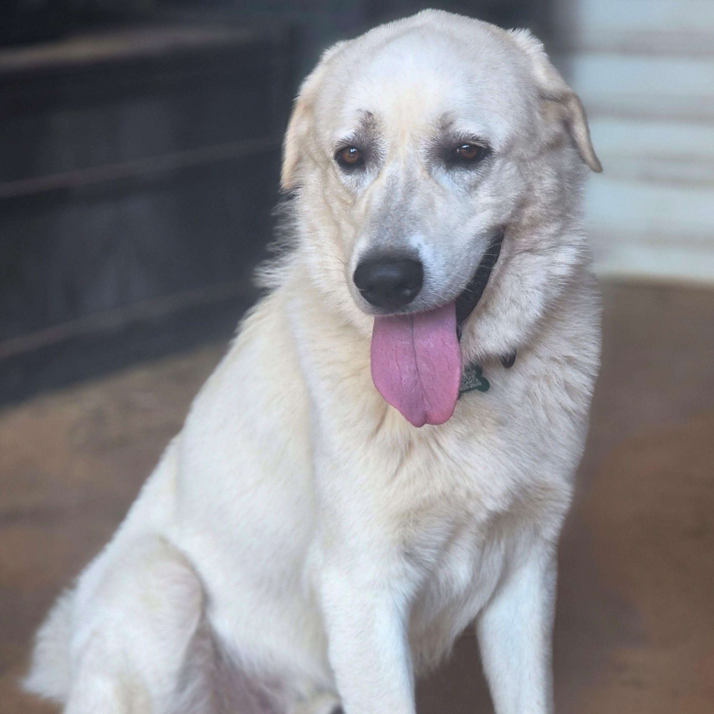 Enlarge Ringo Starr II, a ADOPTABLE Great Pyrenees in Atlanta, GA image 2/6