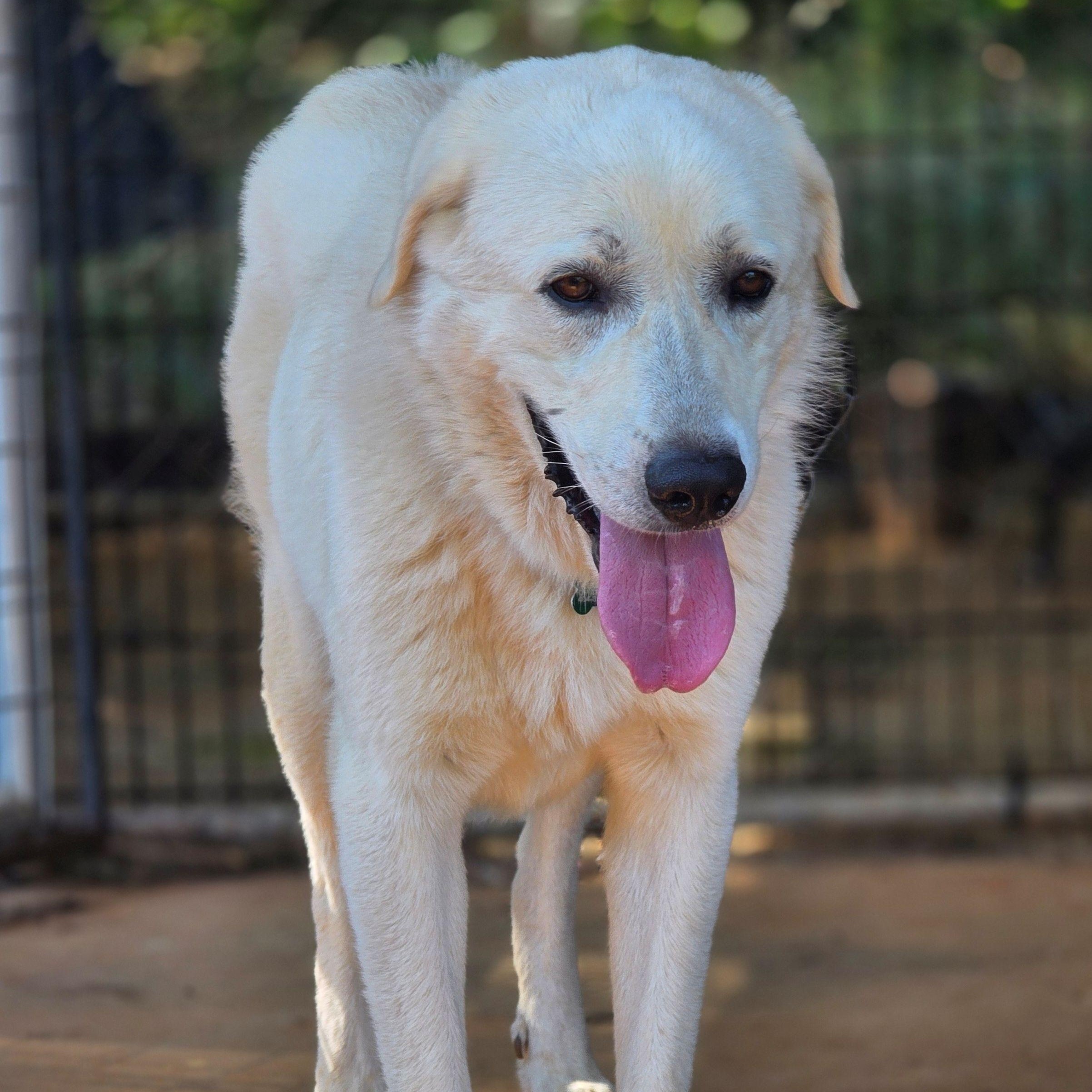 Enlarge Ringo Starr II, a ADOPTABLE Great Pyrenees in Atlanta, GA image 5/6