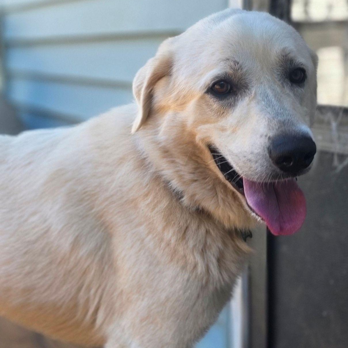Enlarge Ringo Starr II, a ADOPTABLE Great Pyrenees in Atlanta, GA image 6/6