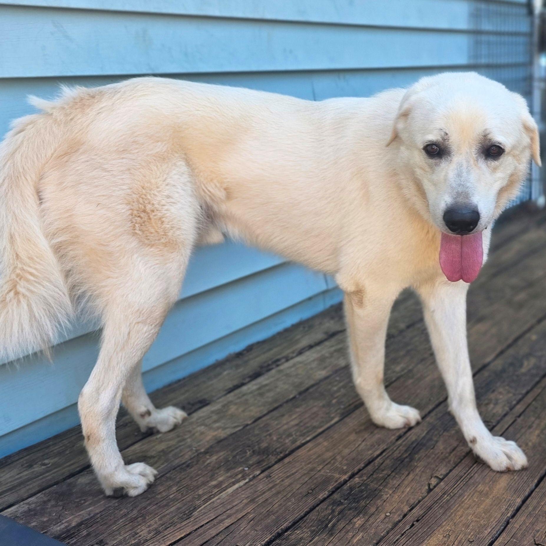 Enlarge Ringo Starr II, a ADOPTABLE Great Pyrenees in Atlanta, GA image 4/6