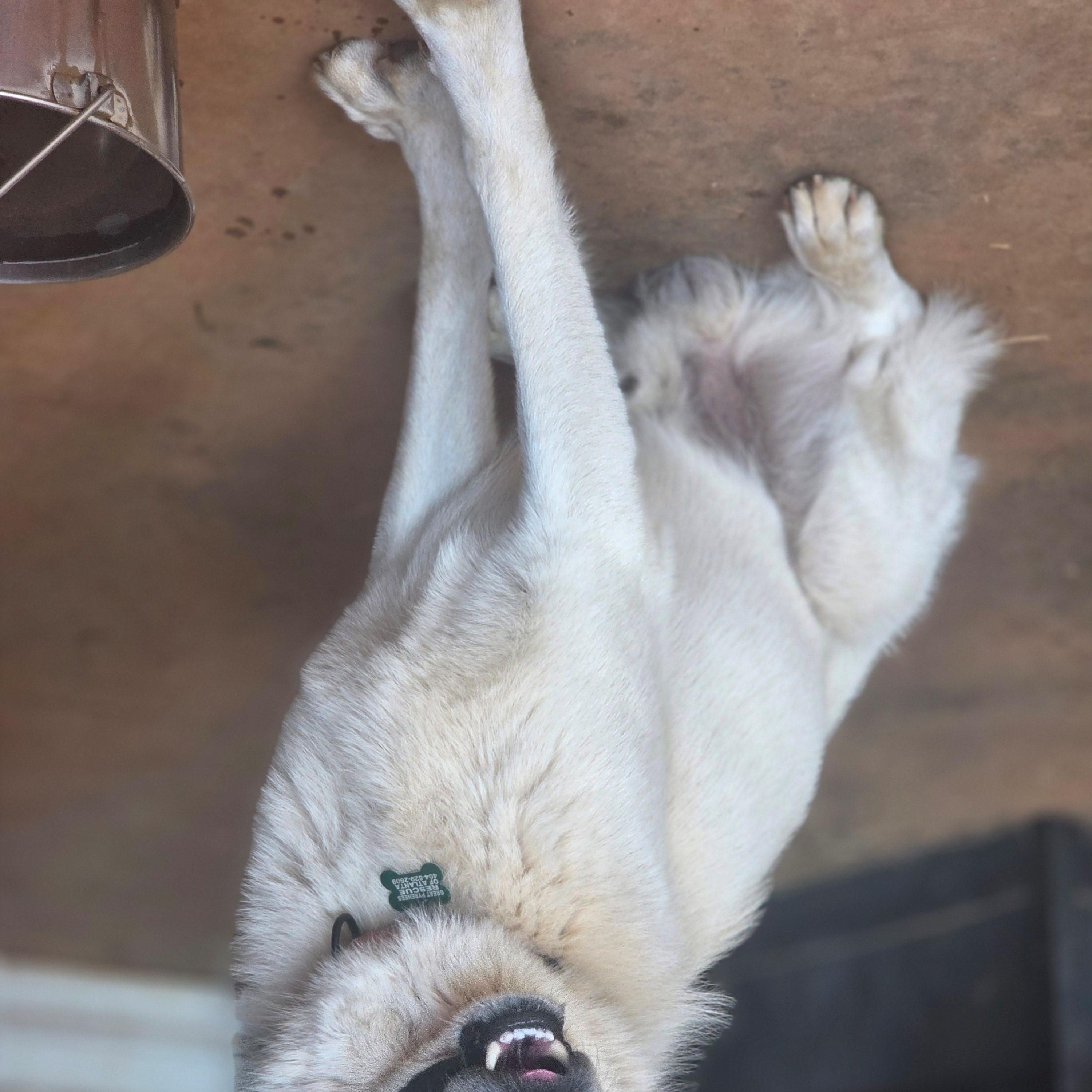 Enlarge Ringo Starr II, a ADOPTABLE Great Pyrenees in Atlanta, GA image 3/6