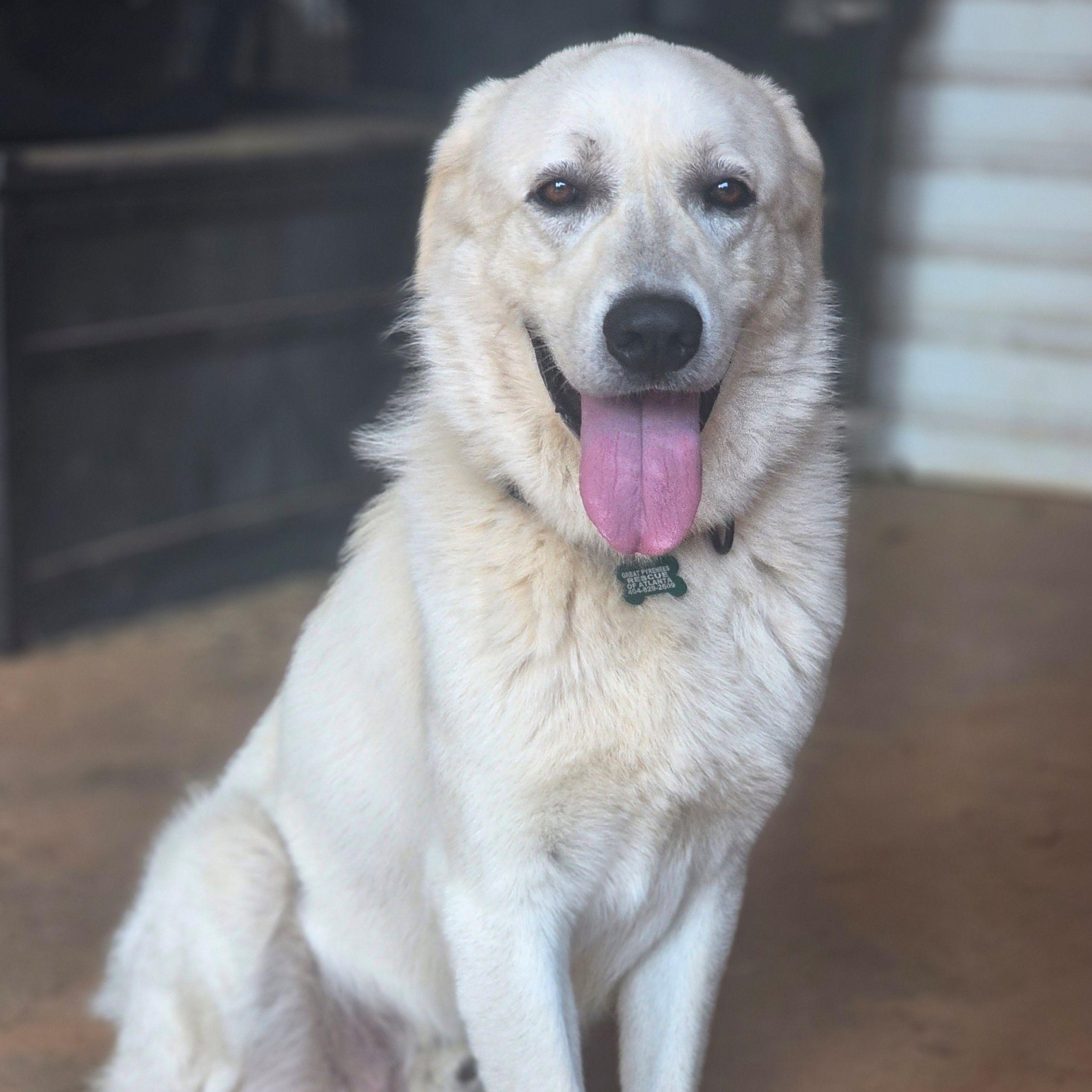 Ringo Starr II, ADOPTABLE, Adult Male Great Pyrenees.