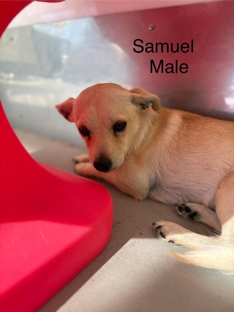 Enlarge Samuel, a Adoptable mixed breed in Studio City, CA image 1/1