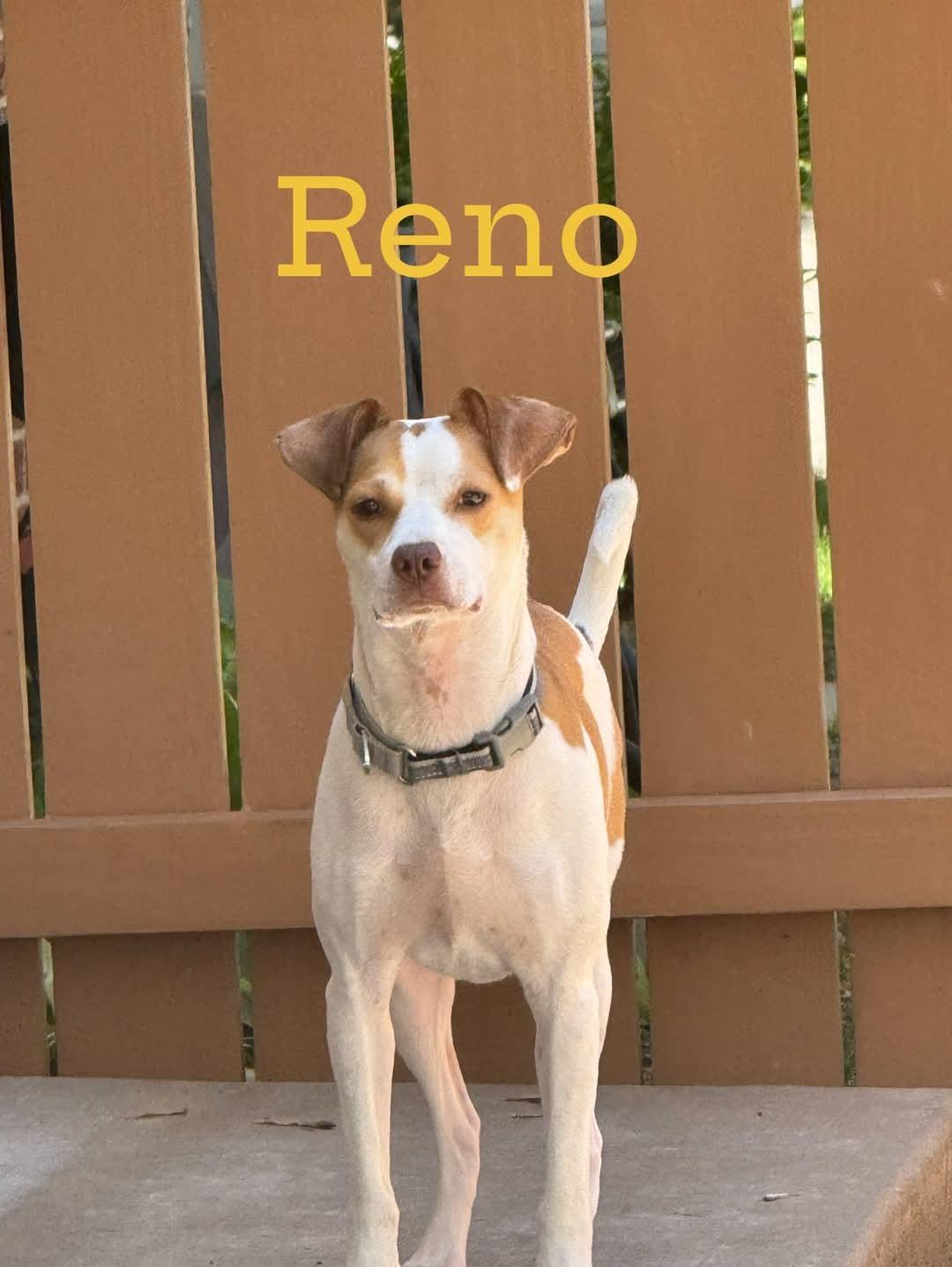 Reno photo 2