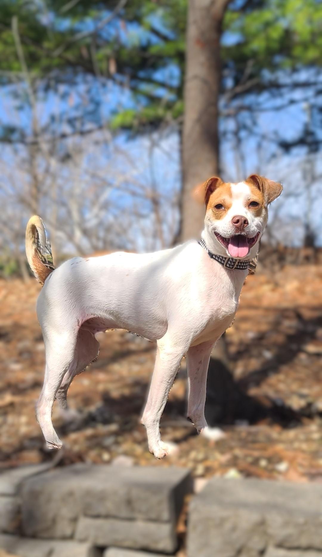 Reno-ADOPTION PENDING 4