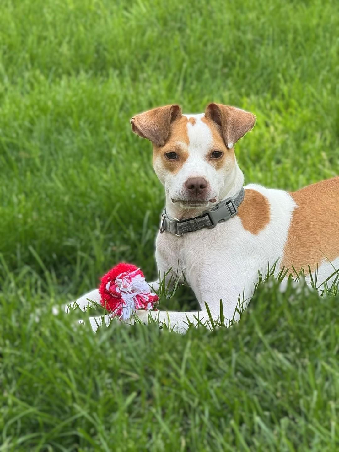 Reno-ADOPTION PENDING 3