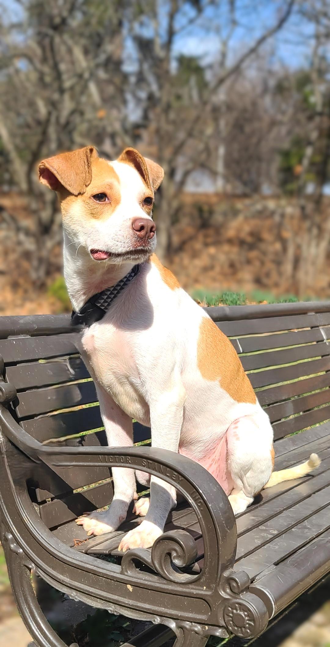 Reno-ADOPTION PENDING 5