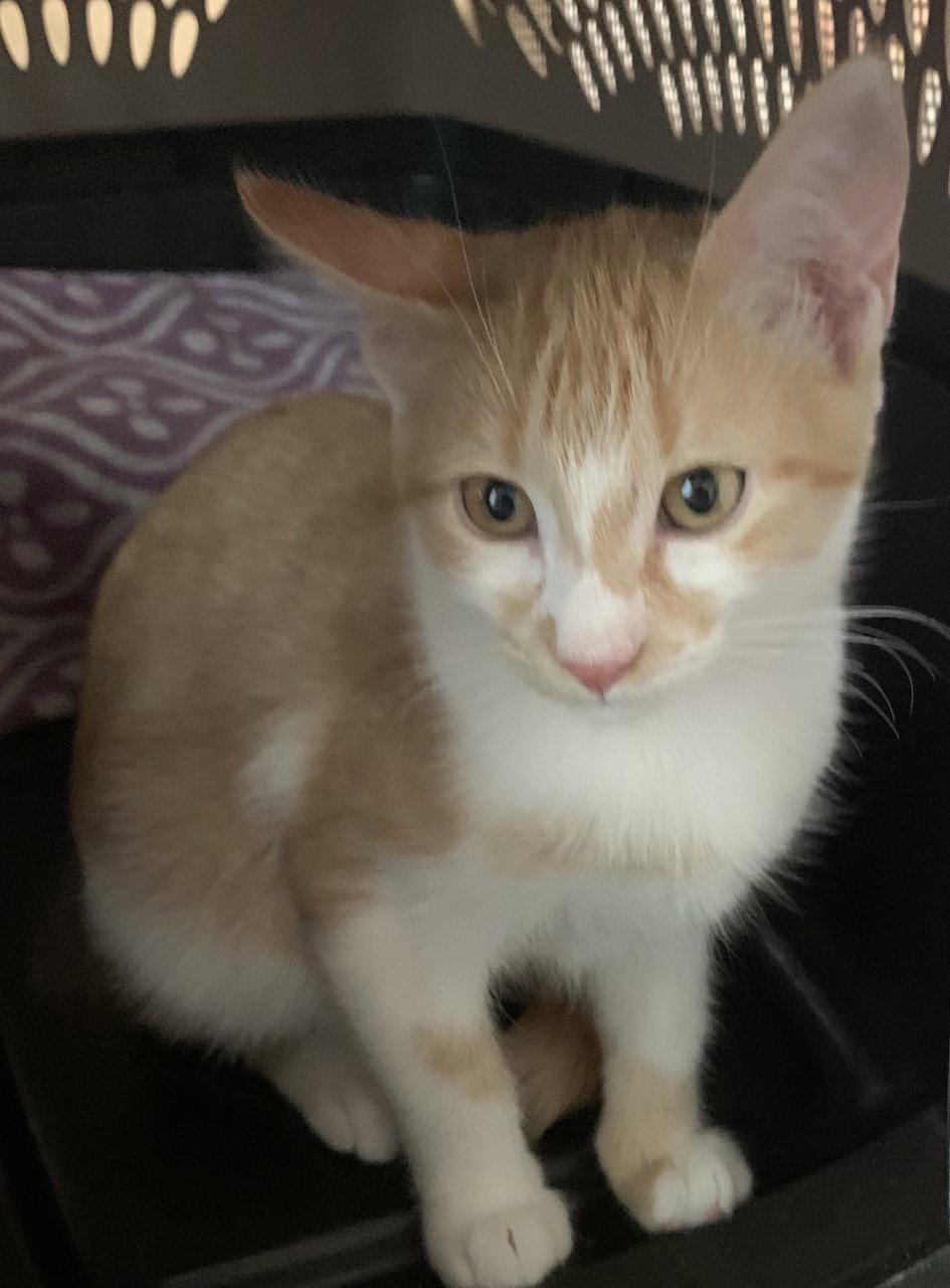 Parker, a Adopted Domestic Short Hair in Fort Myers, FL image 1/2