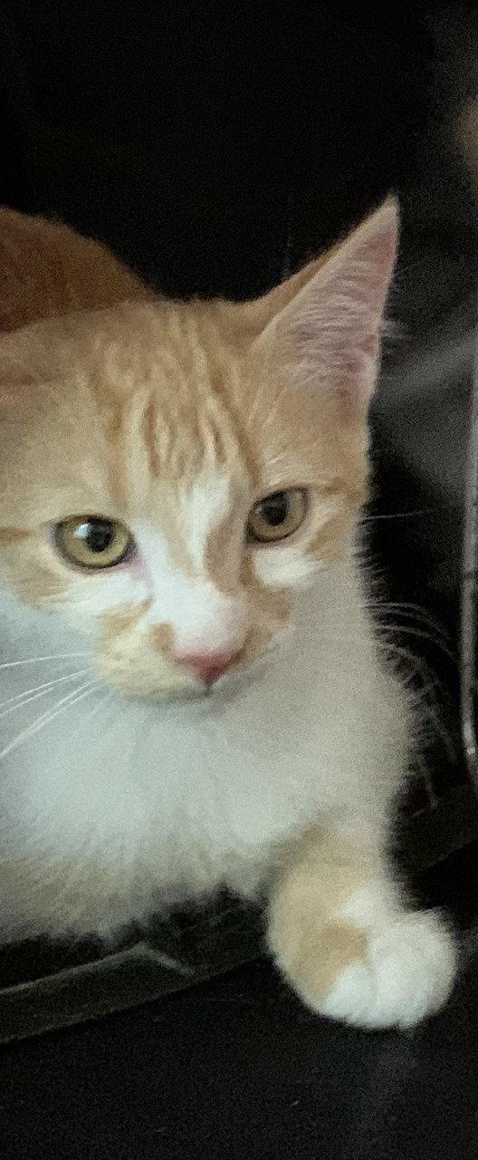 Parker, a Adopted Domestic Short Hair in Fort Myers, FL image 2/2