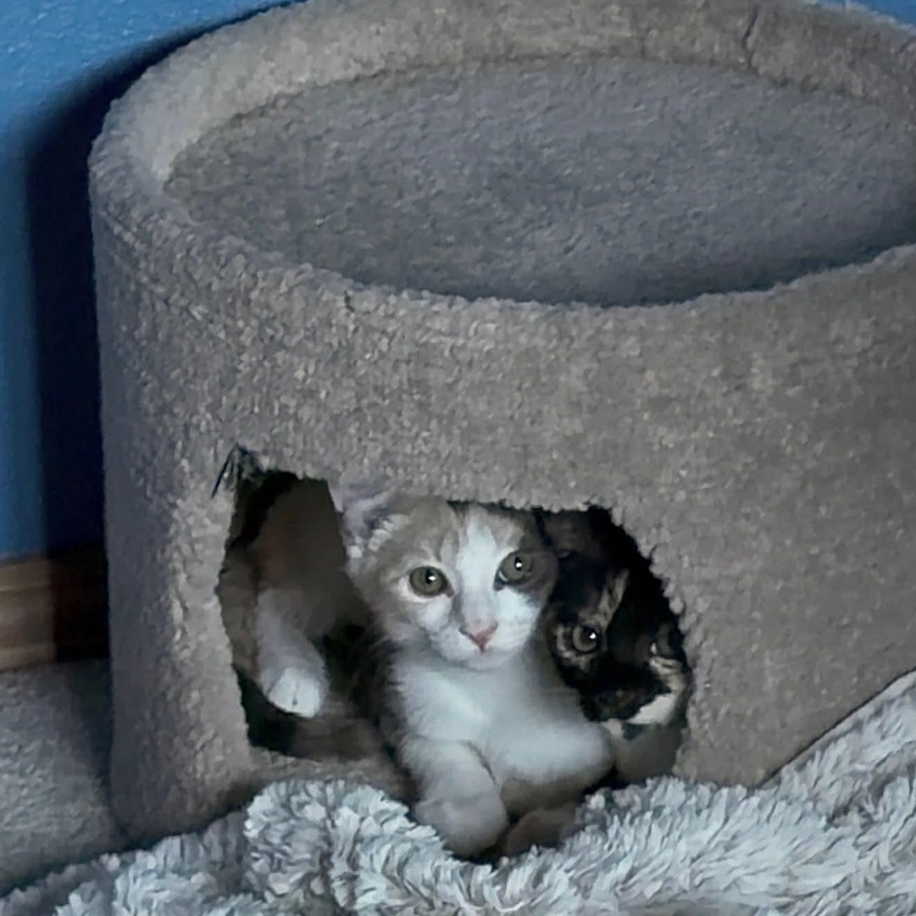 Princess, an adopted mixed breed in Gladstone, OR image 3/3