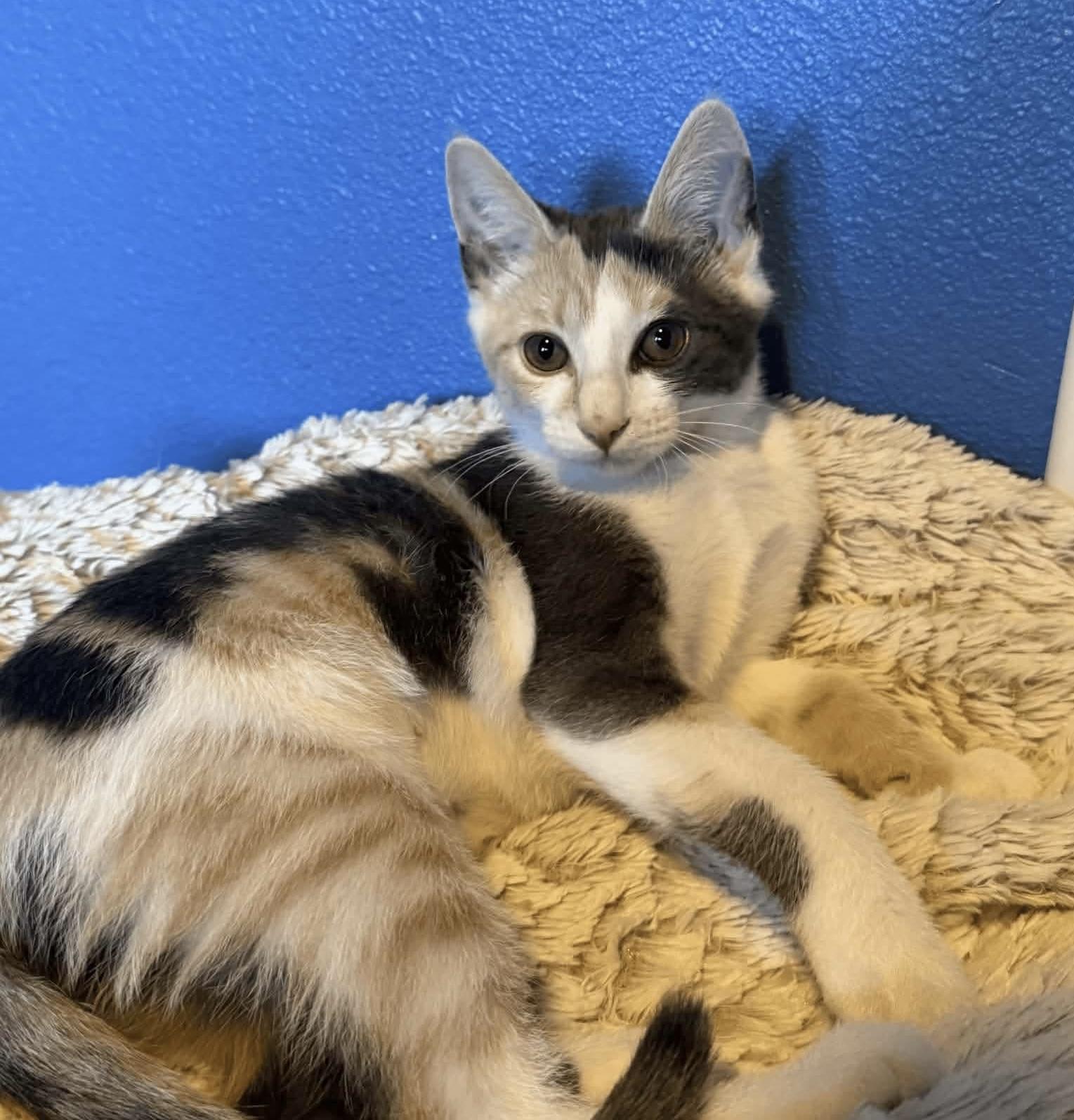 Princess, adopted, Kitten Female Calico & Domestic Short Hair.