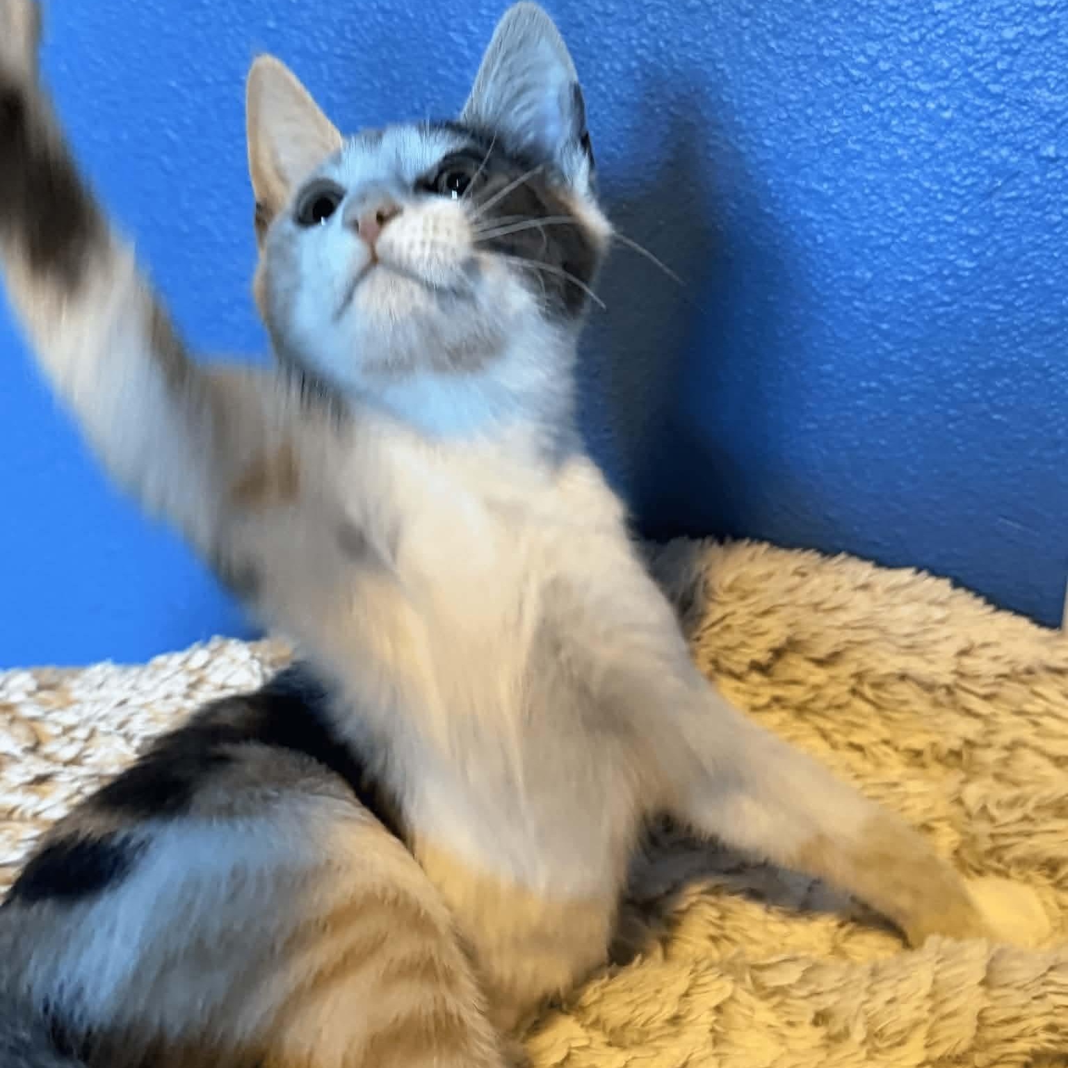 Princess, an adopted mixed breed in Gladstone, OR image 2/3