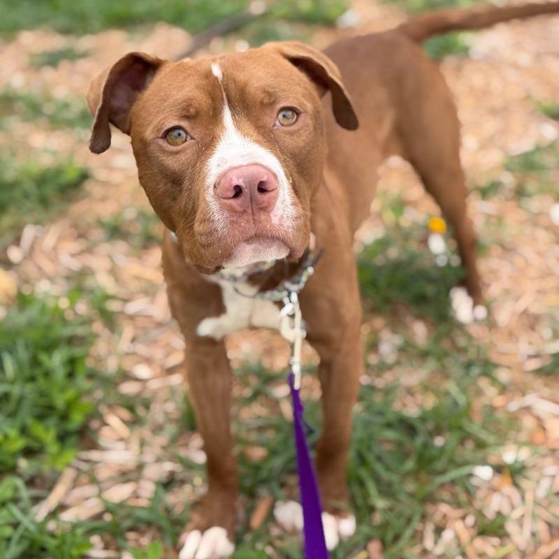 Bubba, a Adoptable mixed breed in Clearwater, FL image 2/6