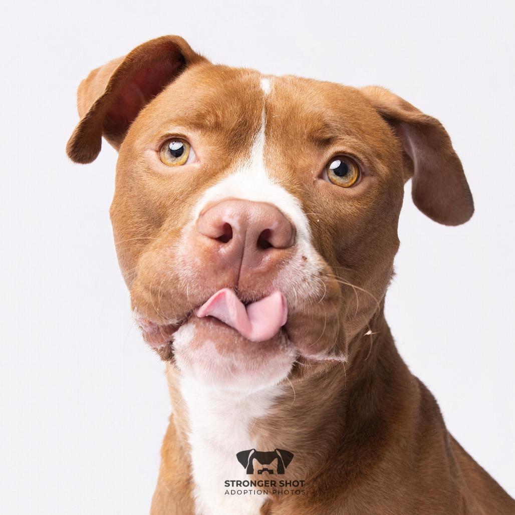 Bubba, a Adoptable mixed breed in Clearwater, FL image 3/6