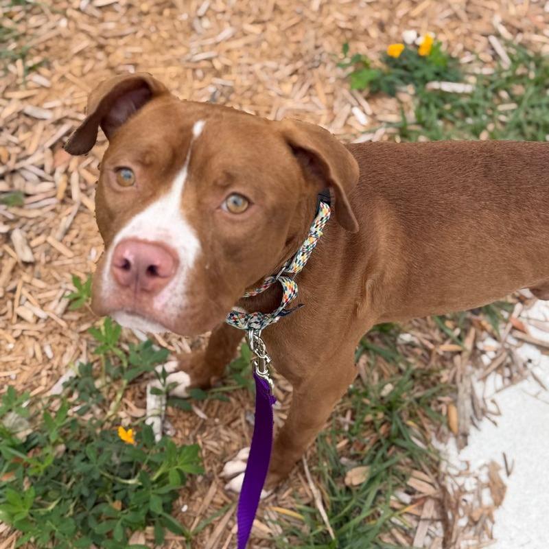 Bubba, a Adoptable mixed breed in Clearwater, FL image 4/6
