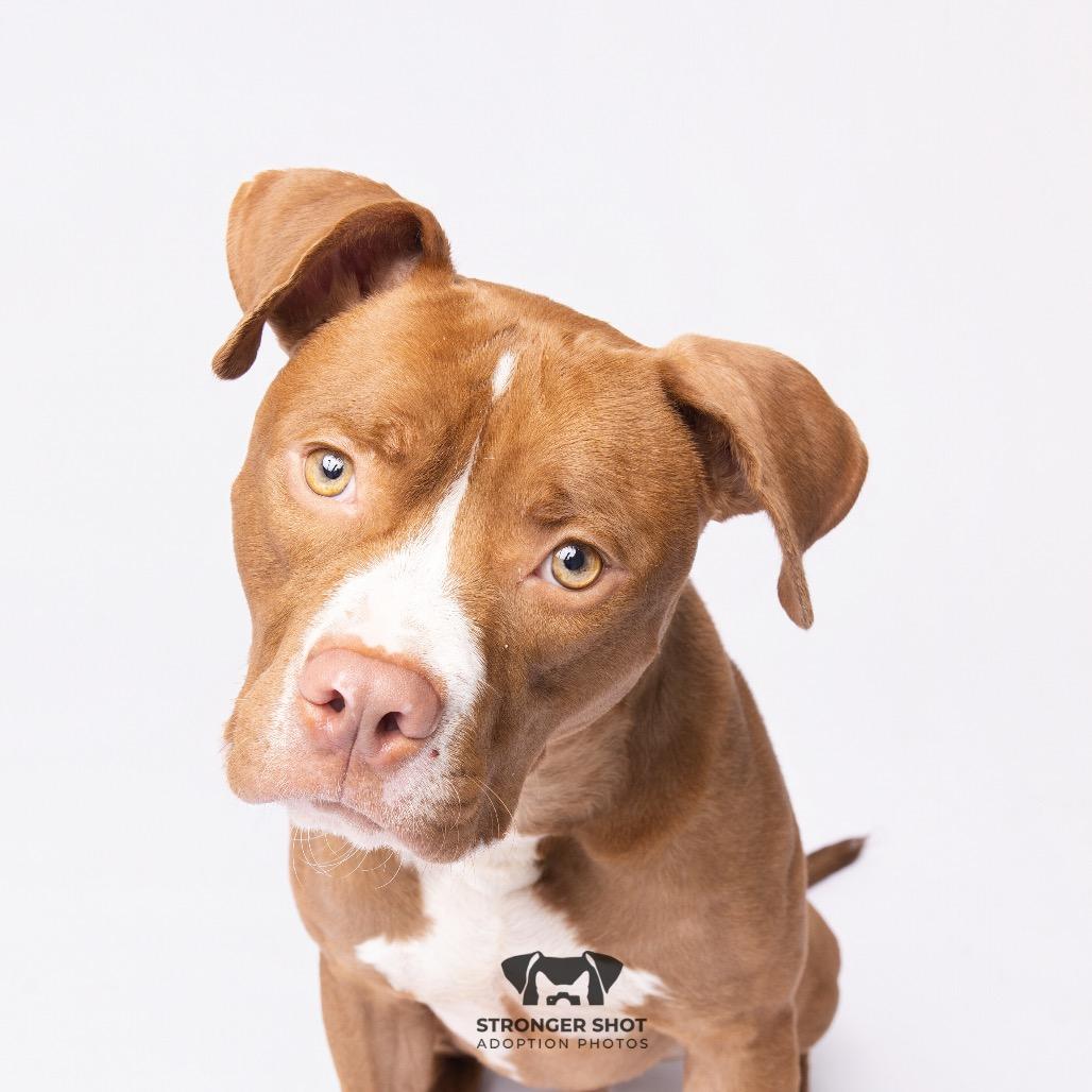 Bubba, a Adoptable mixed breed in Clearwater, FL image 5/6