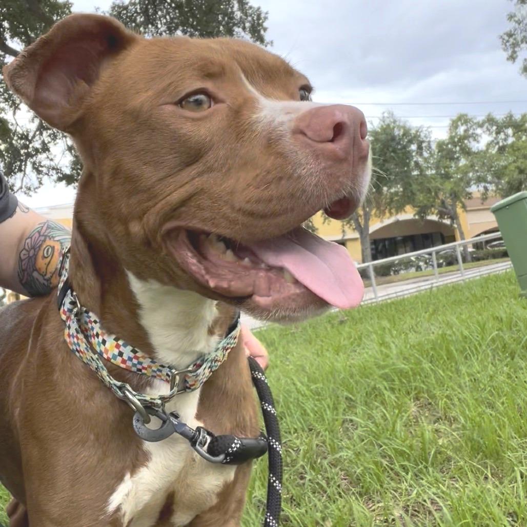 Bubba, a Adoptable mixed breed in Clearwater, FL image 6/6