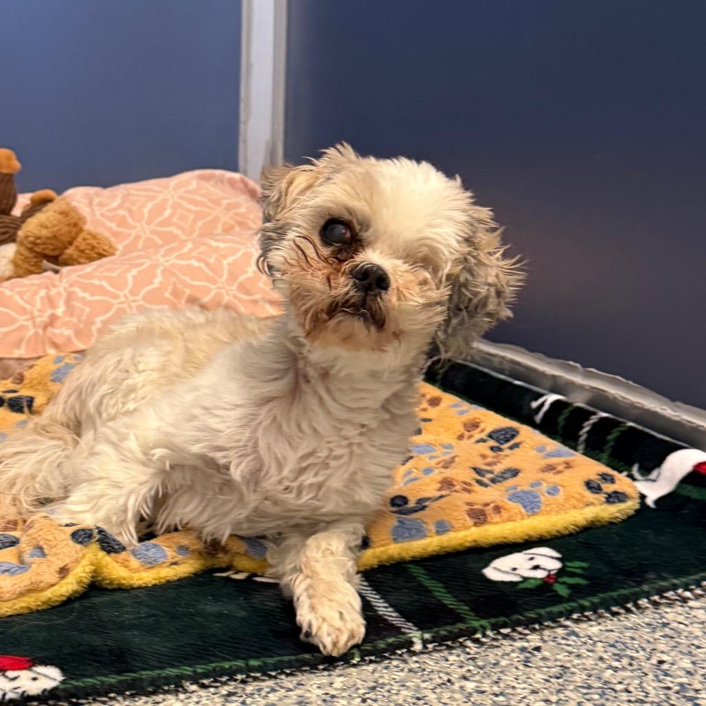 Enlarge Charlie, a Adoptable Shih Tzu in Great Falls, MT image 1/3